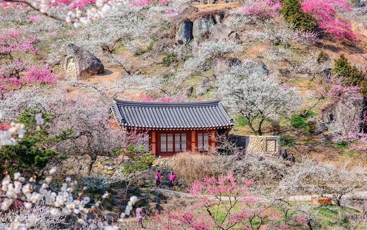 Traditional Korean pavilion surrounded by blooming cherry and plum blossoms on a rocky hillside in Gwangyang-si