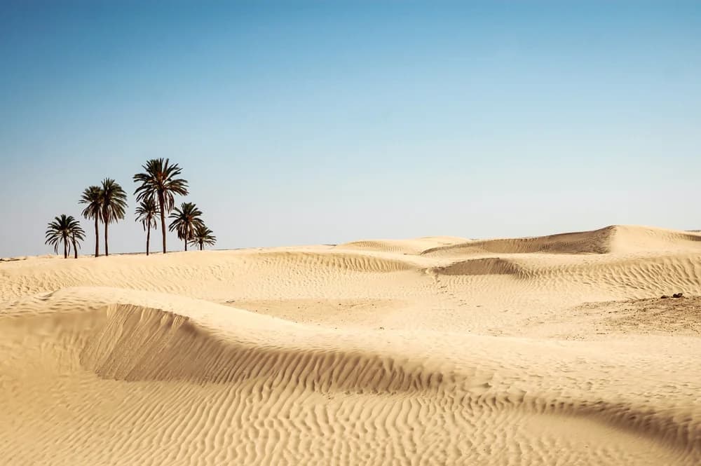 Desert sand dunes with a small cluster of palm trees under a clear blue sky near the M'zab Valley.