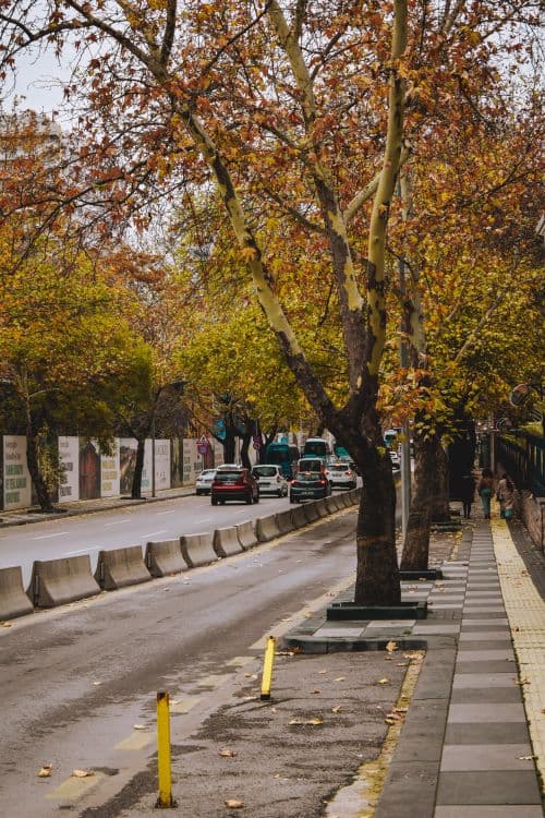 A tree-lined urban street with autumn foliage, concrete barriers, and moving traffic, capturing a scenic local streetscape.