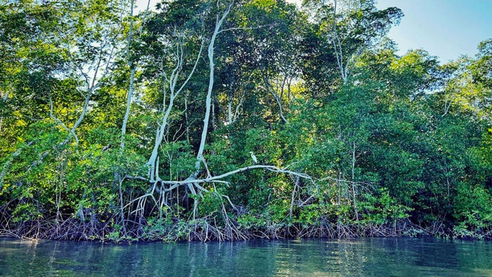 Mangrove trees with exposed root systems line a calm waterway, featuring dense green foliage and a white bird perched on a branch.