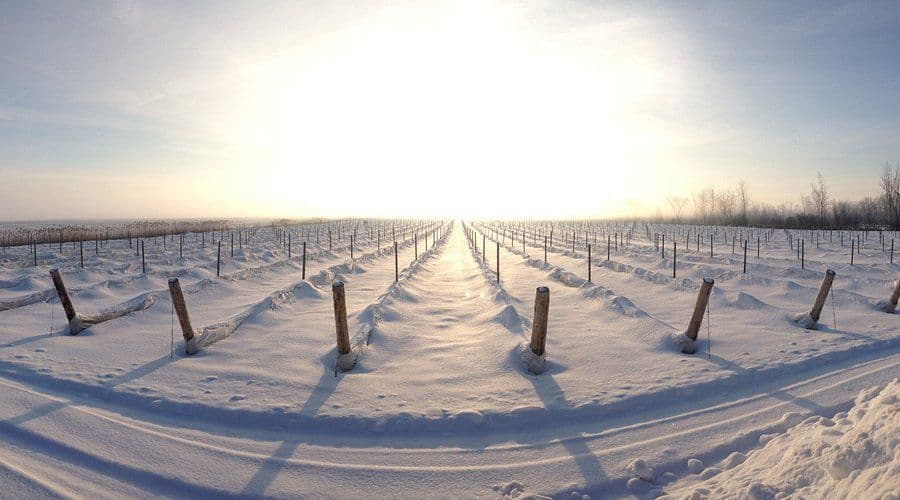 Snow-covered vineyard rows stretch toward a bright horizon under a clear sky.