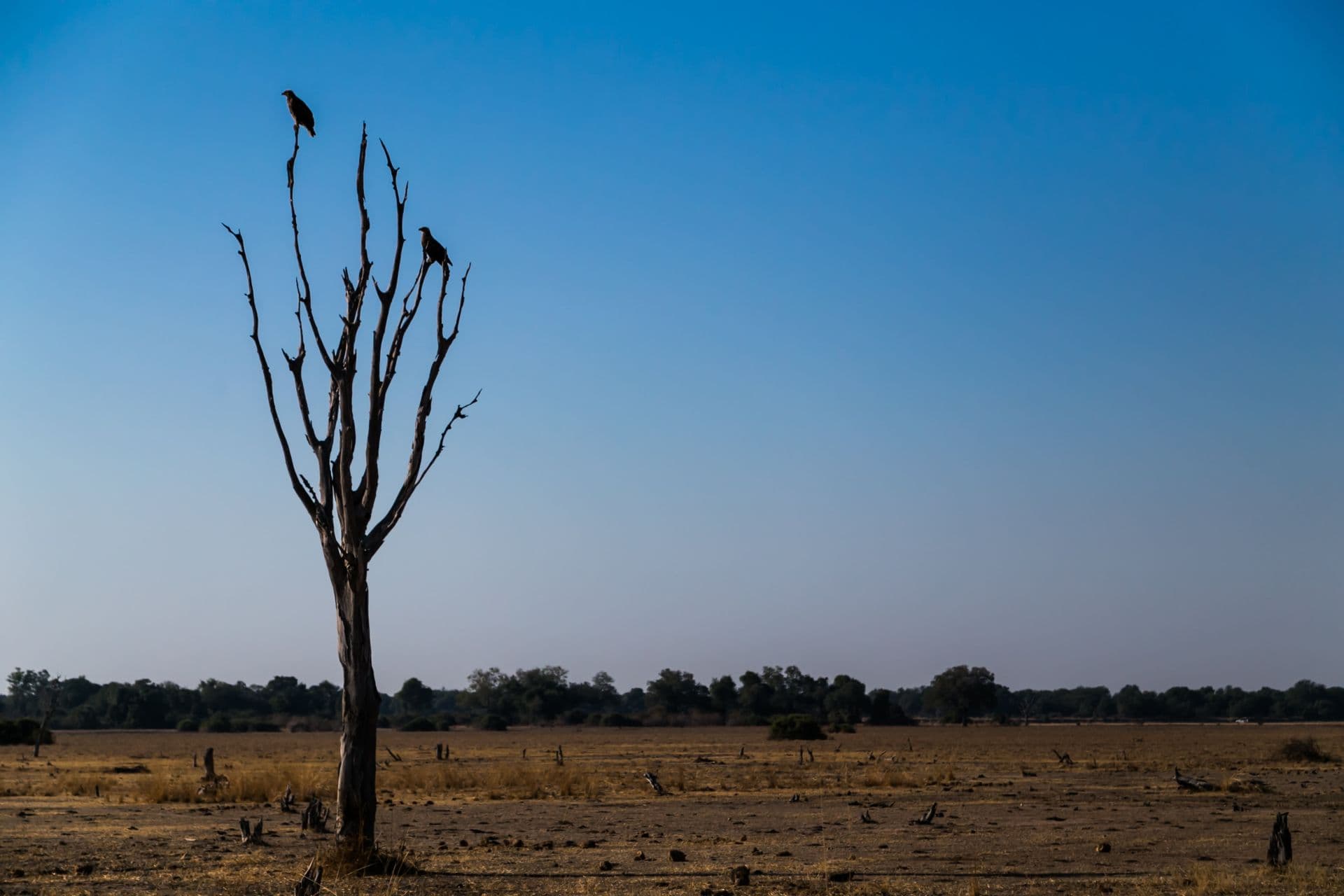 A lone dead tree with two birds perched stands in a dry, open savanna landscape under a clear blue sky.
