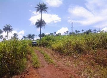 A red dirt track winds through lush green vegetation and palm trees under a blue sky, with a white vehicle driving away in the distance.
