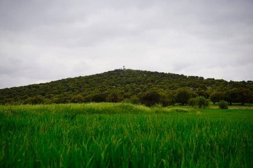 Green agricultural field in foreground with a tree-covered hill under an overcast sky in northern Jordan