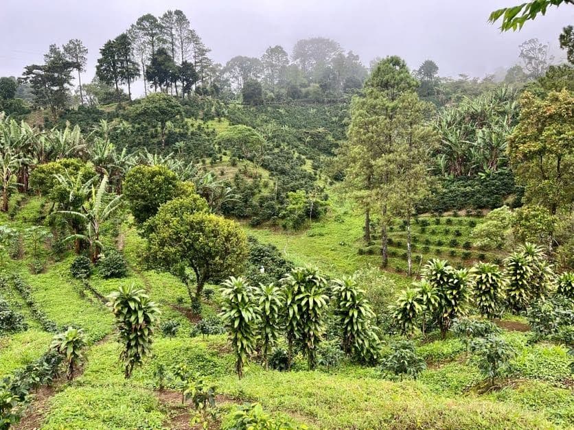 Hilly agricultural landscape with rows of low crops, banana plants, and trees under an overcast sky.