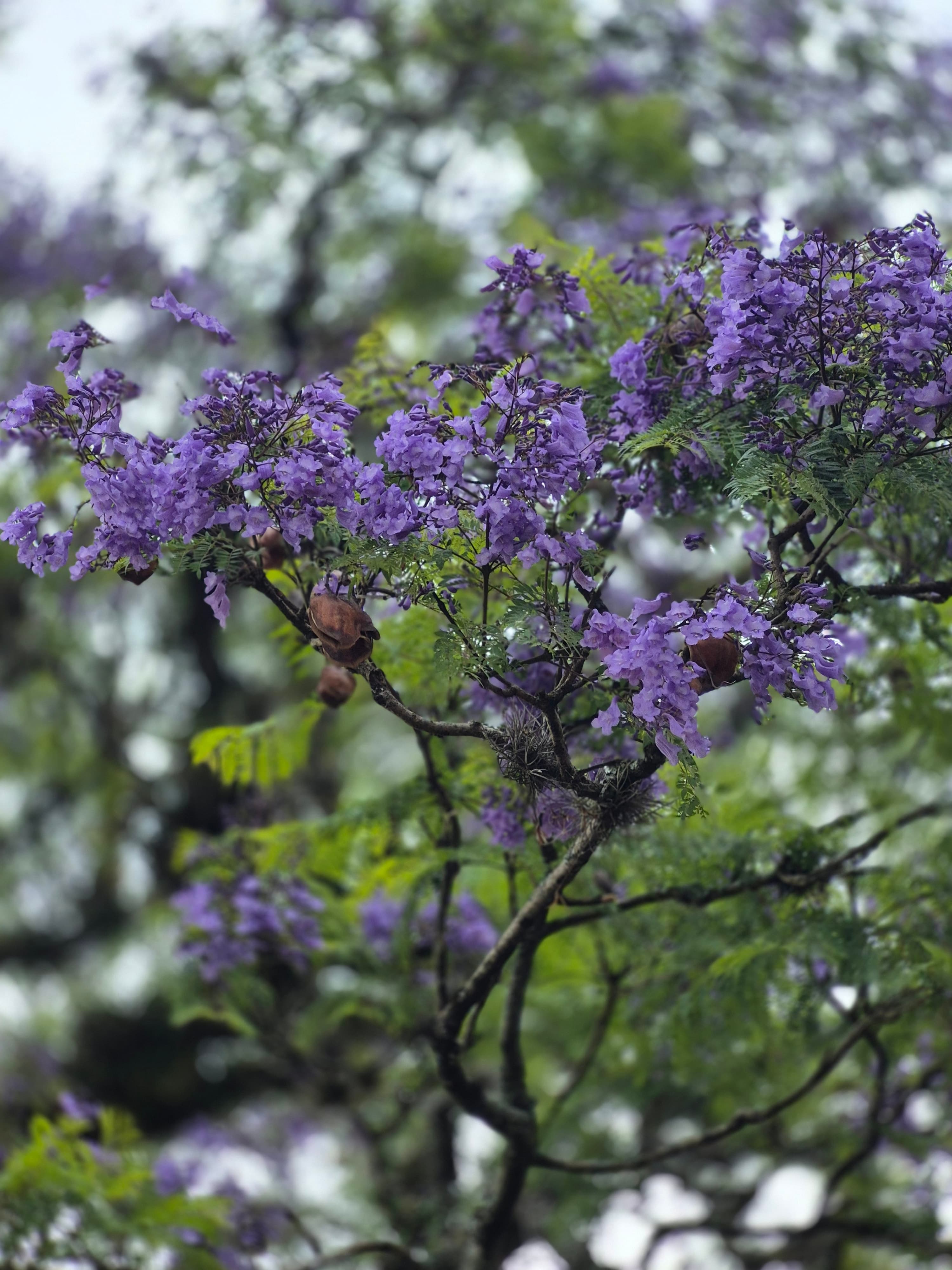 Violet jacaranda canopy lining an avenue in San Miguel de Tucumán, spring wide view