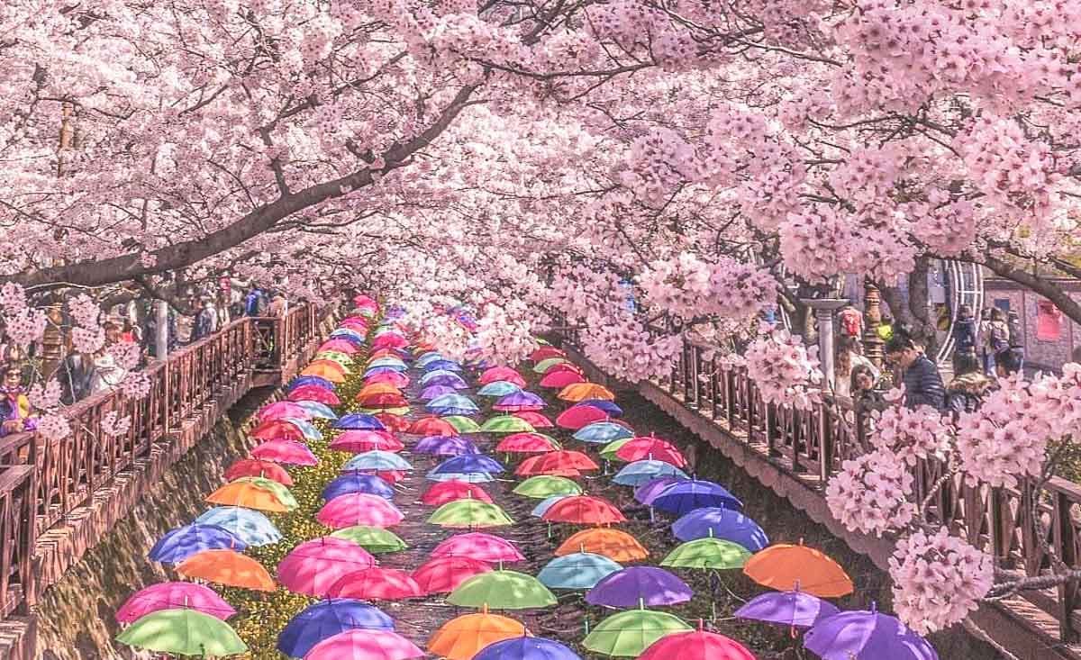South Korea cherry blossom festival, spring flowers in Seoul and Busan