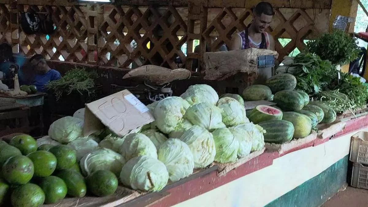 A roadside vegetable stall displays piles of cabbages, watermelons, and avocados, with a vendor standing behind the counter.