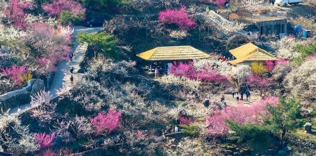 Gwangyang, Korea: The Green Tea & Steel Eco-Route