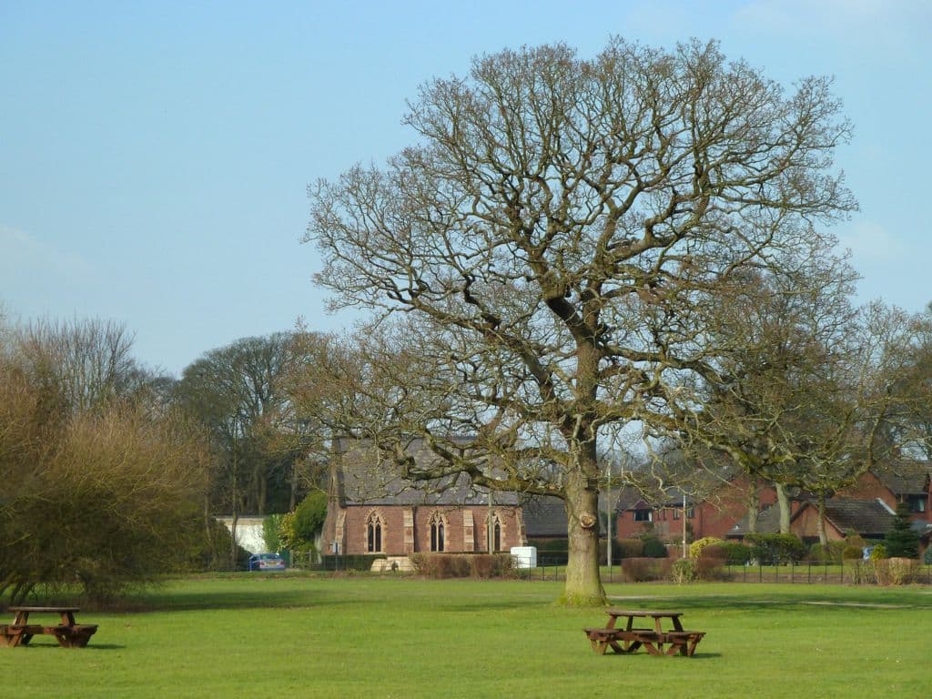 A large bare tree stands on the manicured lawn of the Millennium Green in Euxton, with picnic tables, a red-brick church, and houses in the background.