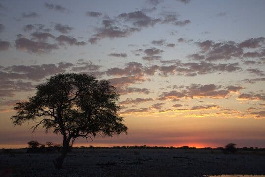 Coffee Culture in Nsoko, Eswatini: The Lowveld Pause
