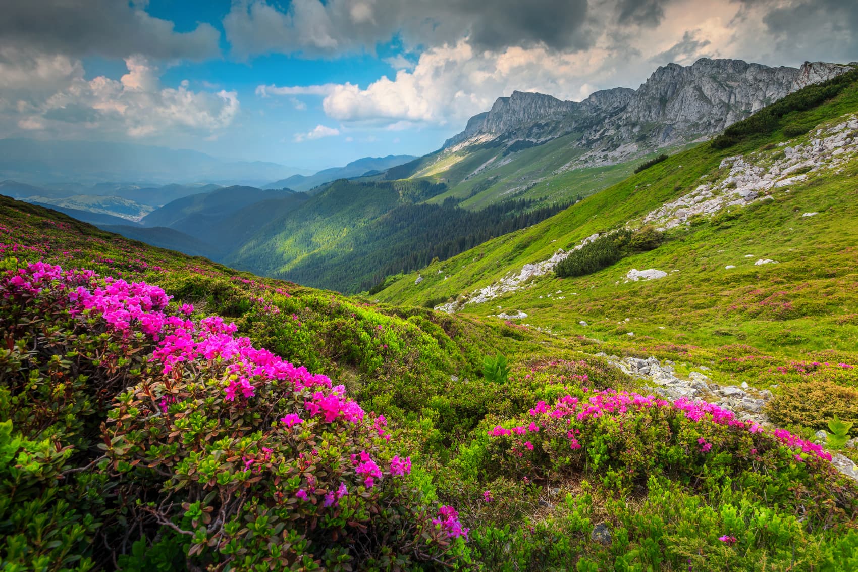 Scenic spring landscape featuring rolling hills and wildflowers in the Transylvanian countryside, Romania
