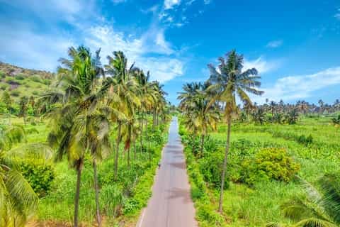 A paved road winds through lush green vegetation and tall palm trees under a bright blue sky with scattered clouds.