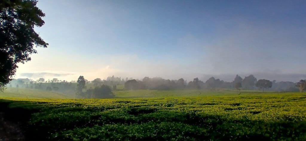 Misty green farmland with rolling hills and scattered trees under a bright sky.