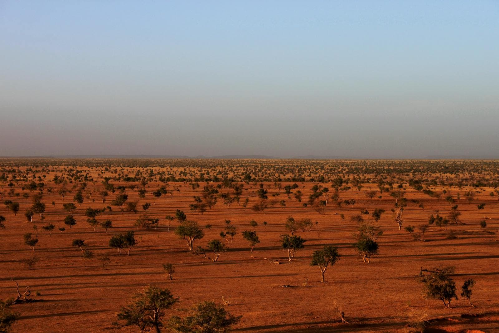 Golden savanna landscape with scattered acacia trees under a vast sky in Niger