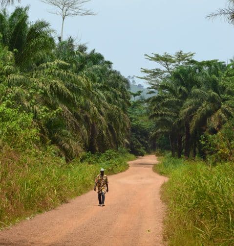 Person walking on a red dirt road next to palm oil plantations in rural Sierra Leone.