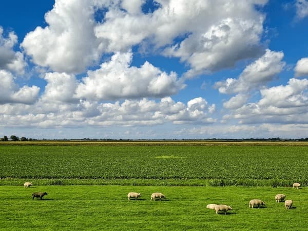 Wide landscape view of the Dutch countryside with grazing sheep, typical of the region around Bakhuizen, Netherlands