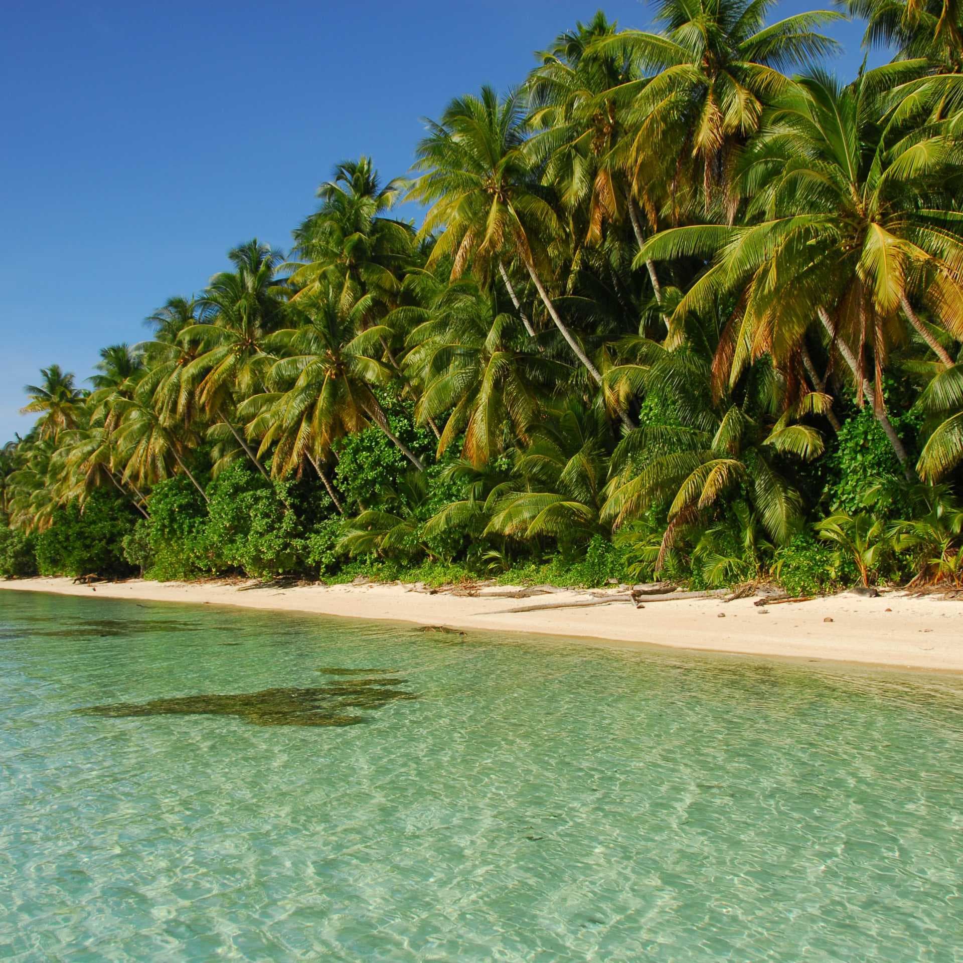 Tropical beach with clear turquoise water, white sand, and dense palm trees under a blue sky.
