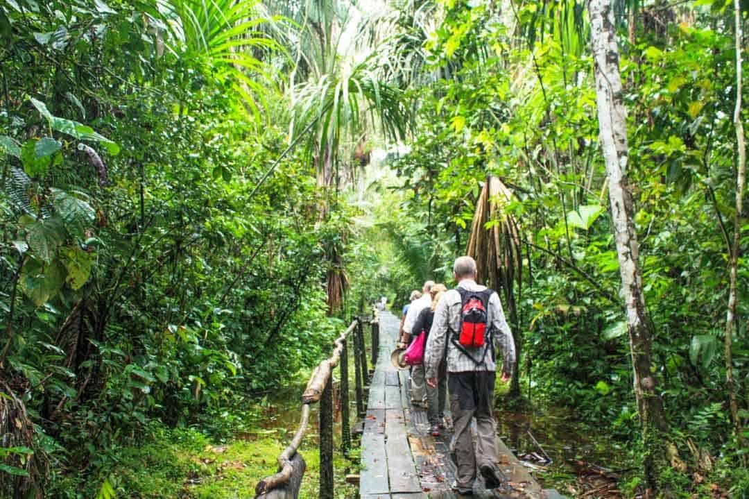 Wooden boardwalk trail through dense rainforest vegetation in the Palora region, Ecuador