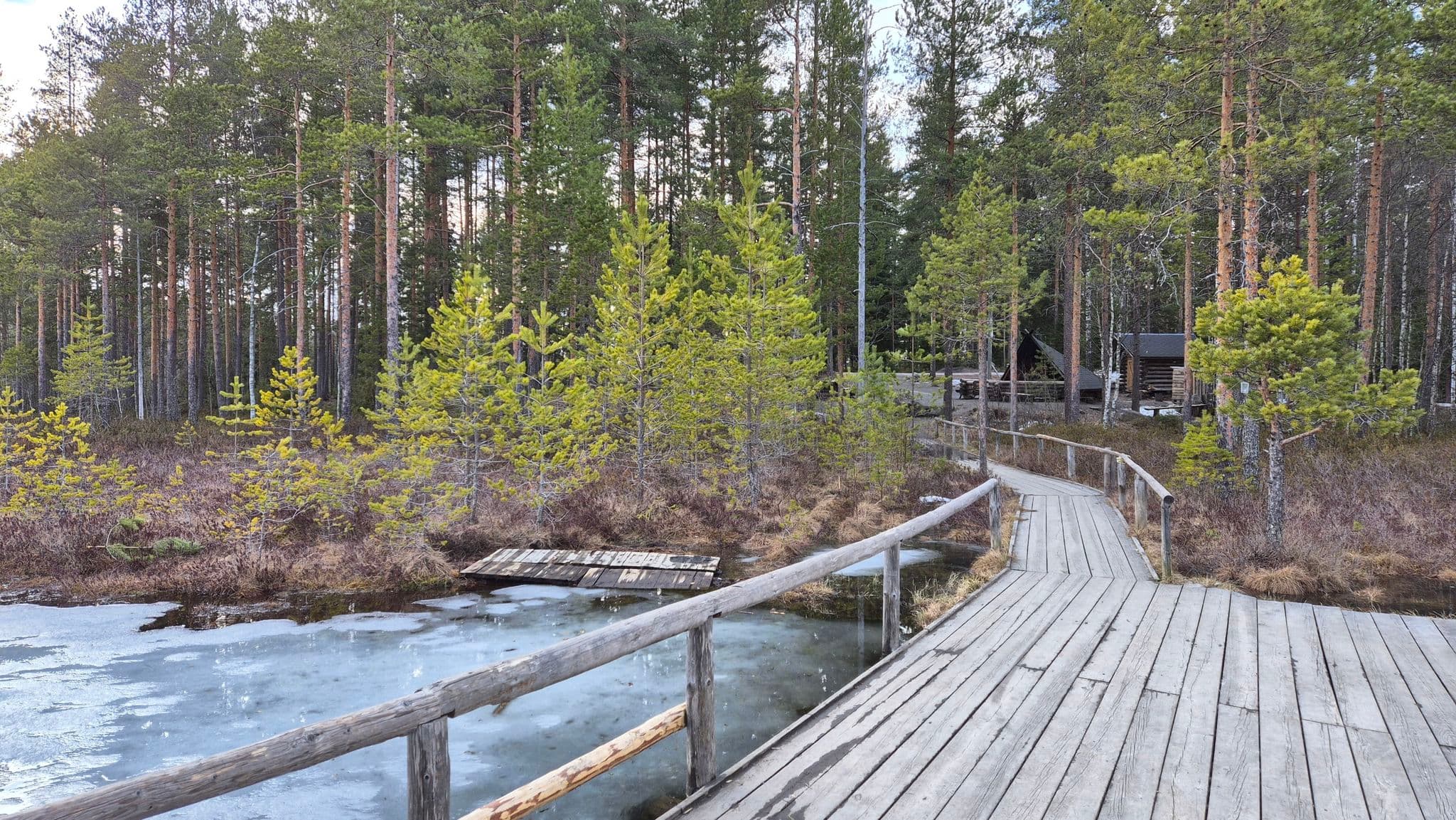Path through a Finnish forest with birch trees and undergrowth, ideal for nature walks