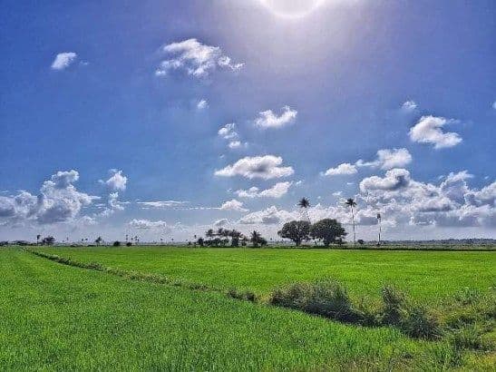 Wide landscape photograph of a green rice paddy field under a bright blue sky with scattered clouds and distant trees.