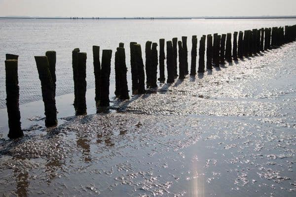 Coastal mudflats at low tide with a row of weathered wooden posts extending into calm water.