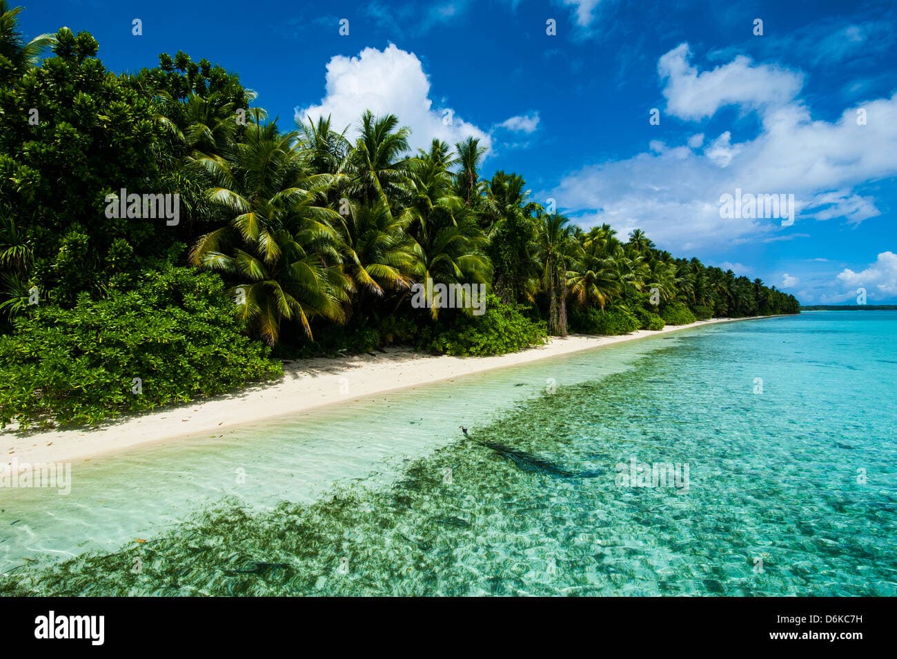 Scenic tropical beach with calm turquoise waters and palm trees in Pohnpei, Micronesia