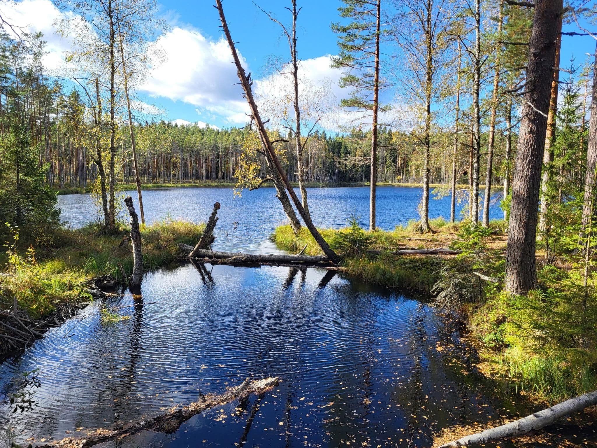 Pale birch forest landscape in Satakunta, Finland, during early spring