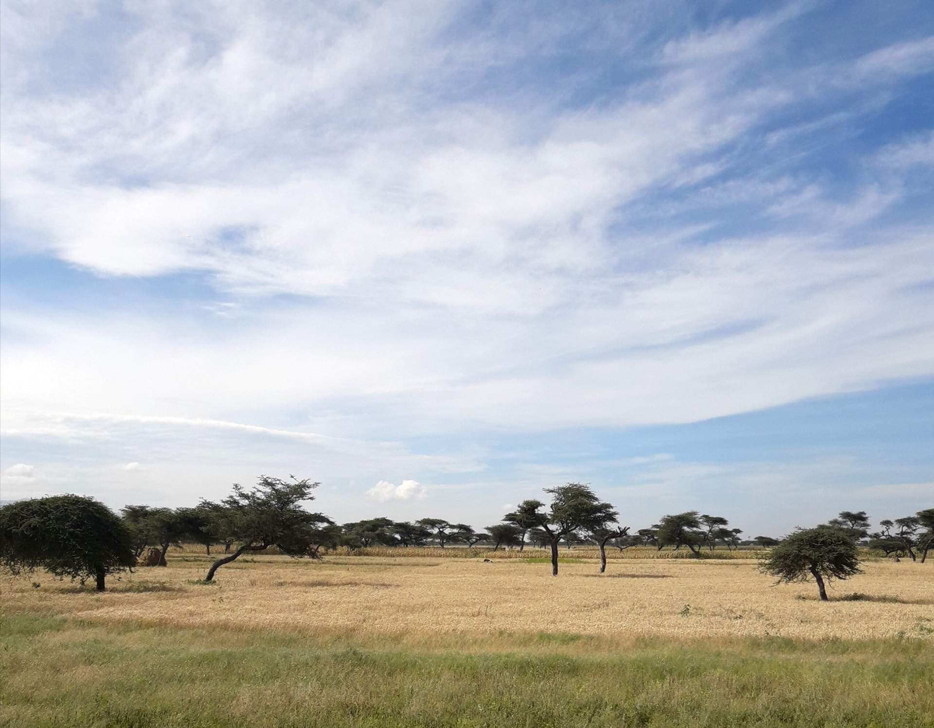 Wide landscape of dry grassland with scattered acacia trees in the Buno Bedele highlands near Bedelē.