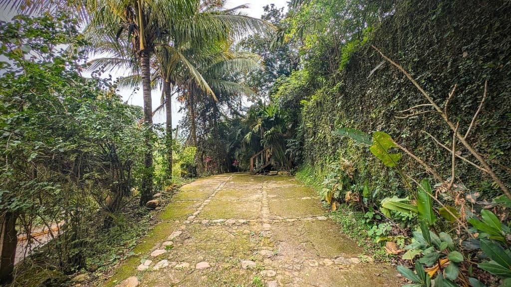 Unpaved stone path winds through dense tropical jungle with palm trees and lush vegetation.