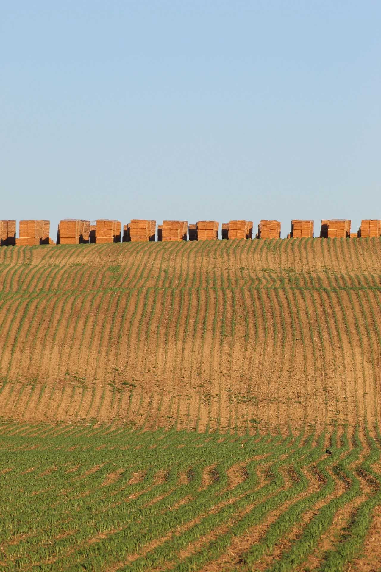 A harvested field with rows of hay bales on a hill under a clear blue sky.