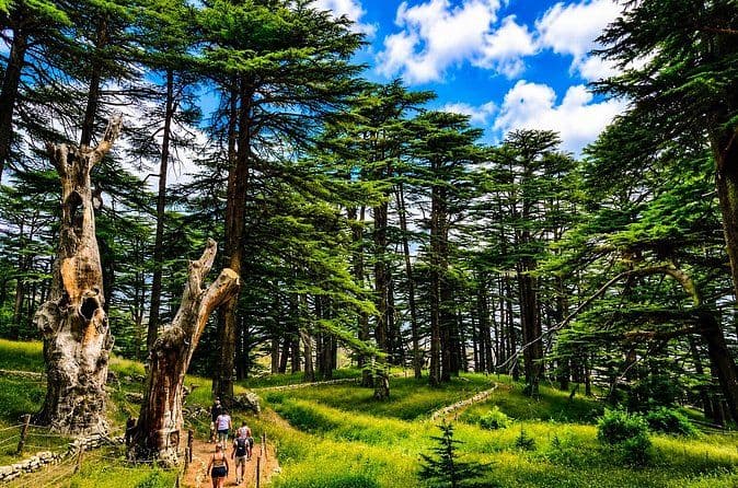 Tall cedar trees on a green mountain slope with a dirt path and small group of hikers under a blue sky.