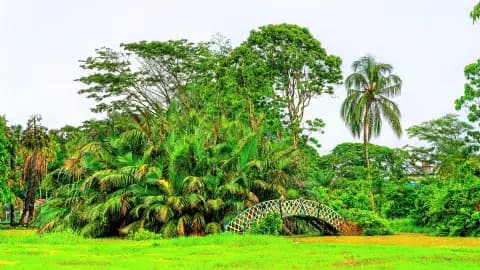 Tropical green landscape with dense palm trees and foliage near Skeldon Guyana