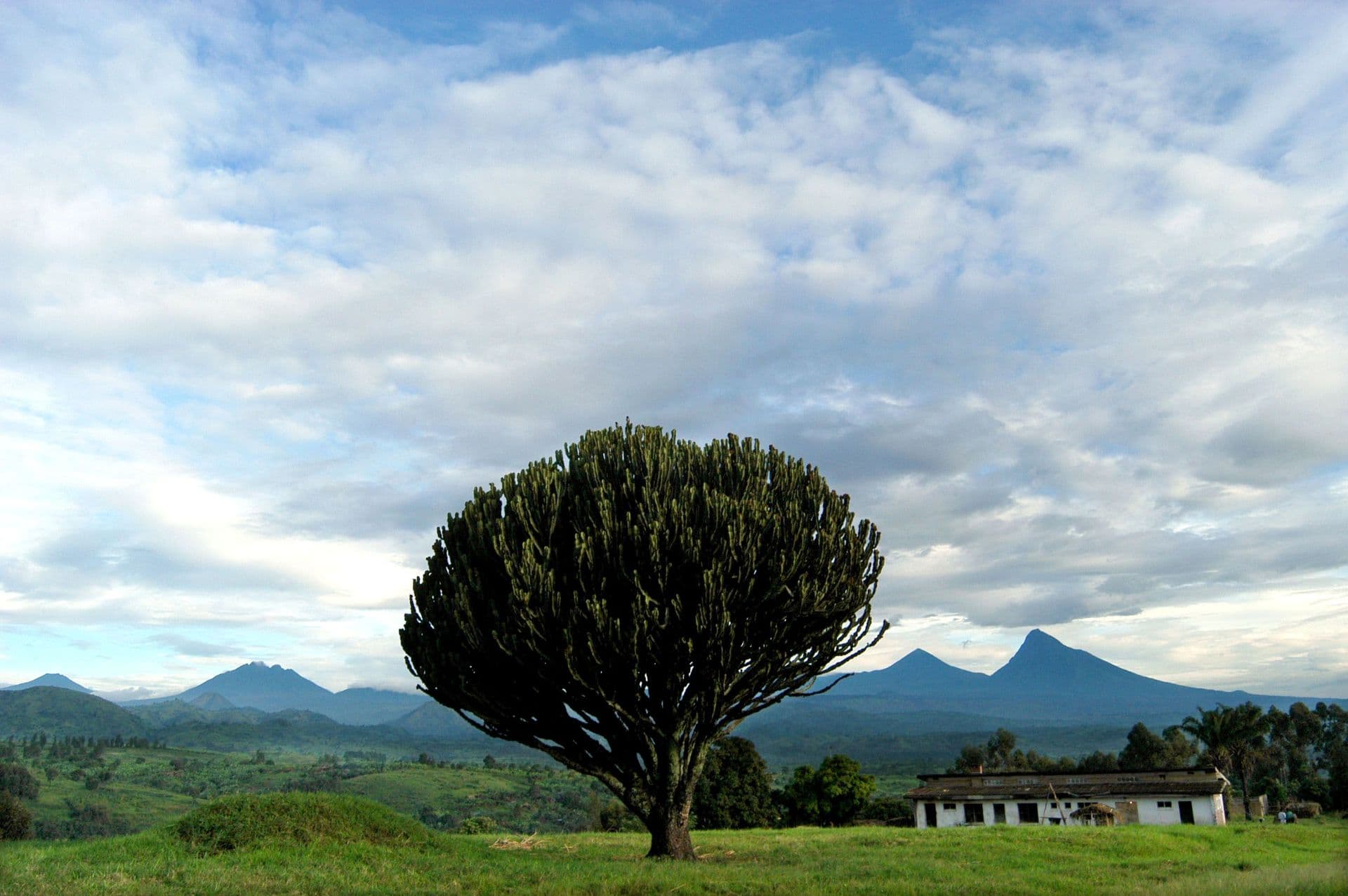 A solitary, umbrella-shaped tree stands on a grassy hill with distant mountains and a white building under a cloudy sky.