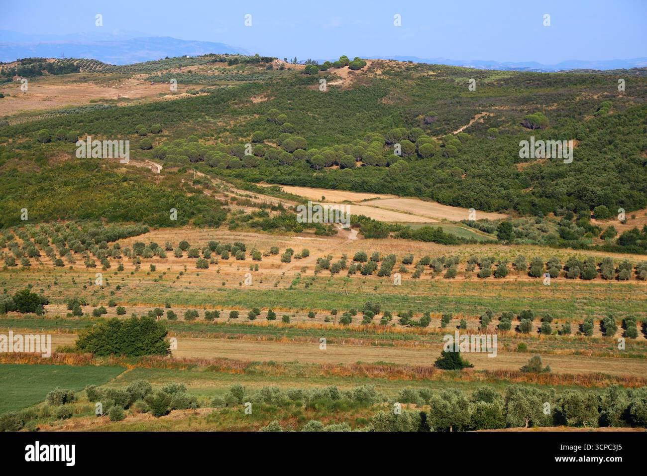 Rows of olive trees in an Albanian agricultural landscape