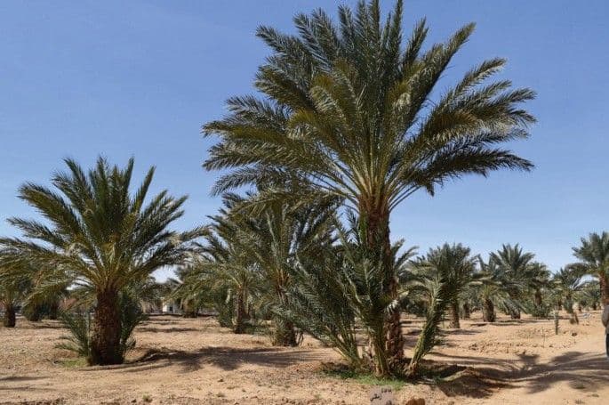 Date palm trees growing in a sandy grove under a clear blue sky, with a path visible between the trunks.