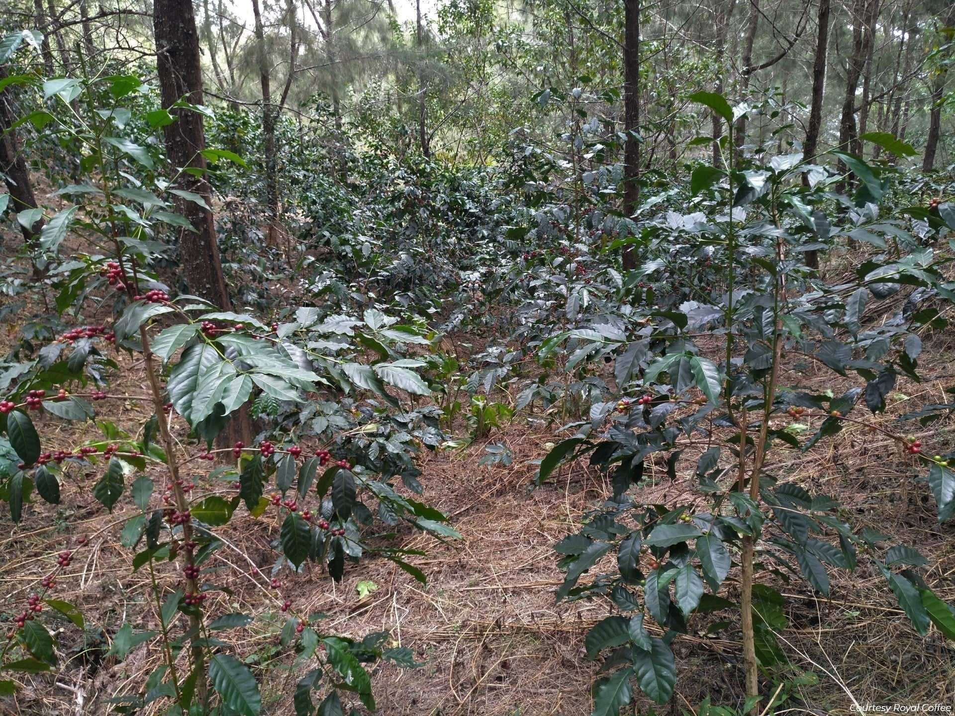 Coffee plants bearing red cherries on a forested hillside in the Ermera highlands near Laclo, East Timor.