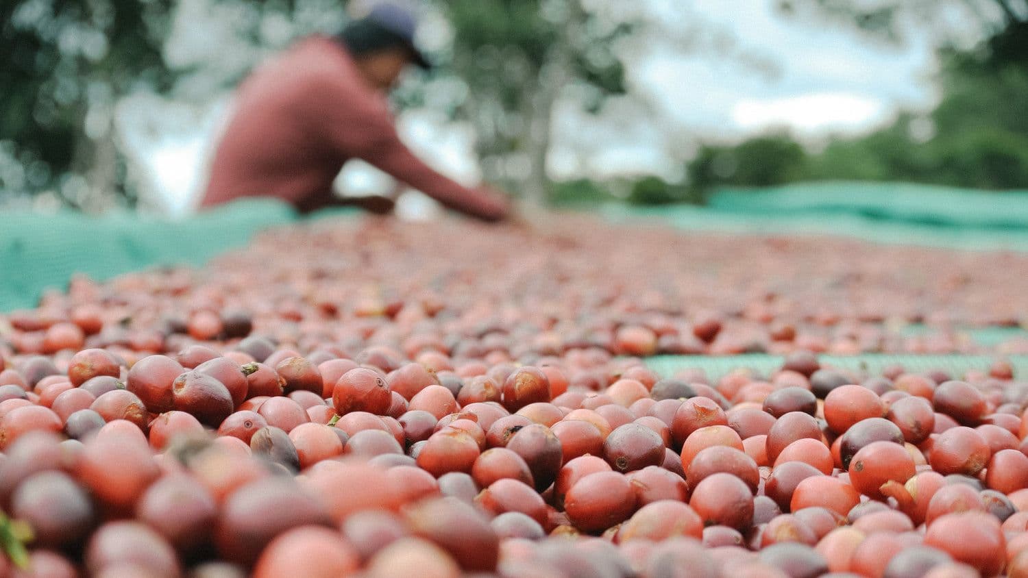 Red Laclo natural-process coffee cherries spread on green drying sheets in the Ermera highlands, with a farmer tending the lot.