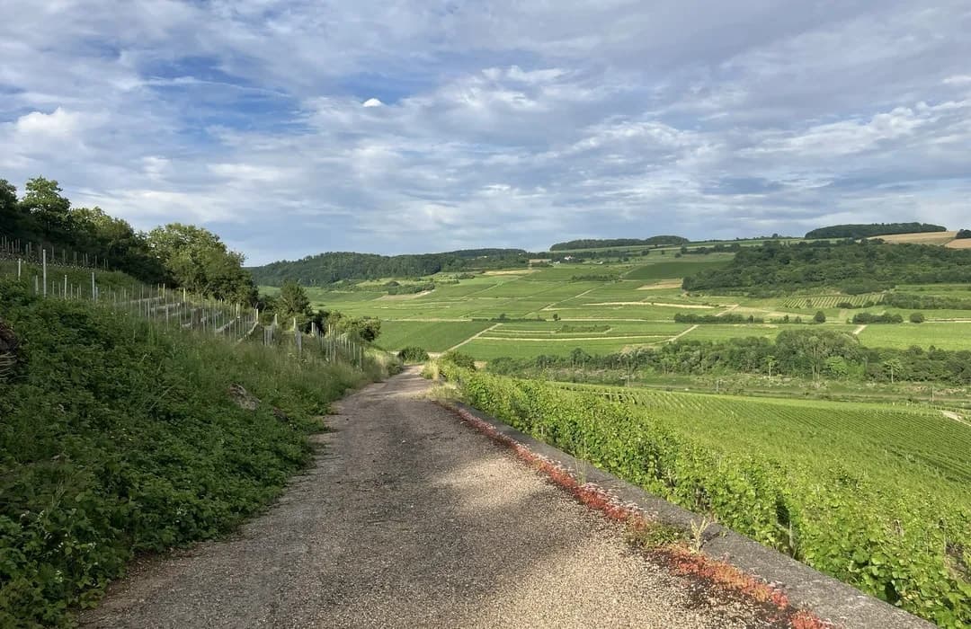 A gravel path winds through lush green vineyards and rolling hills under a cloudy blue sky, capturing the scenic landscape of Lenningen.