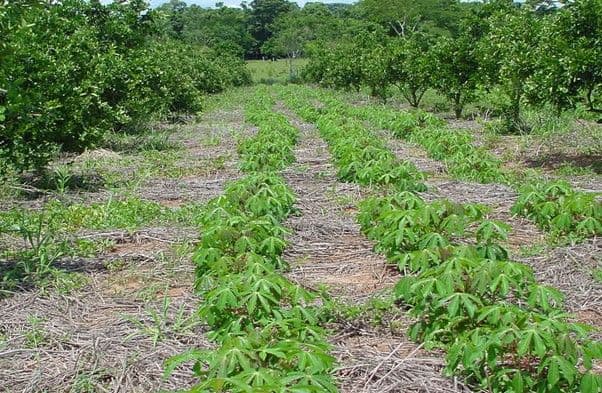 Rows of young cassava plants growing in mulched soil within an agricultural field, bordered by mature trees and green vegetation in Paraguay.
