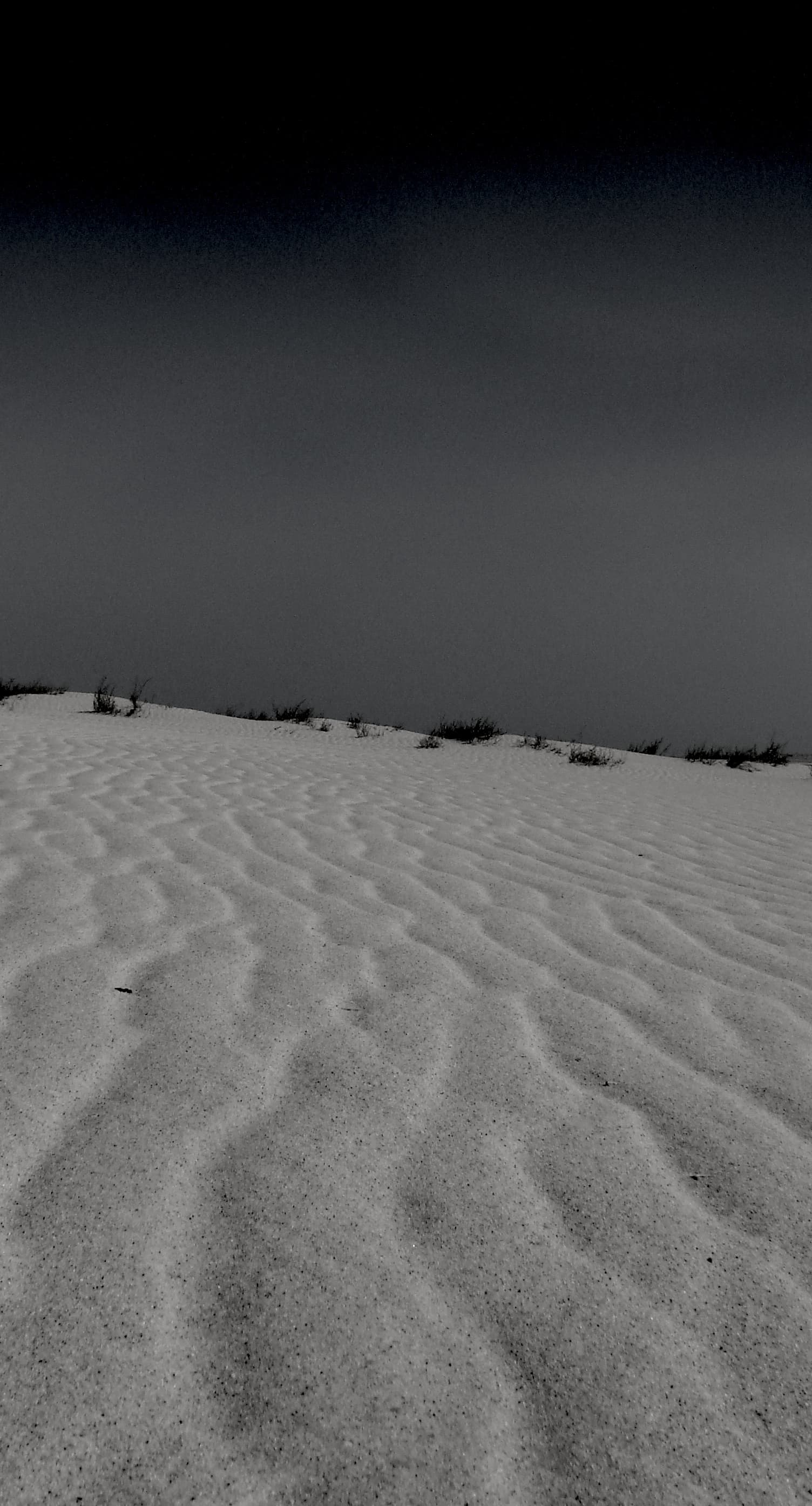 010-QatarSharkDesert.jpg