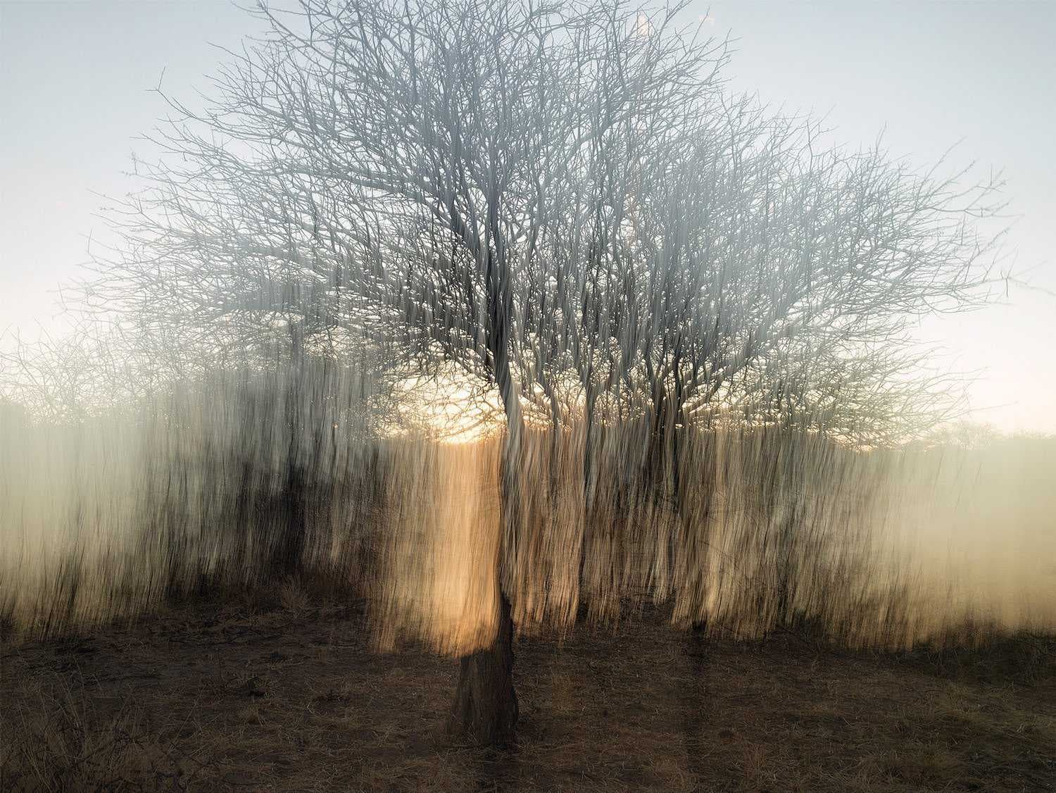 Solitary leafless tree in a dry field in Ongandjera, Namibia, with bright backlighting.