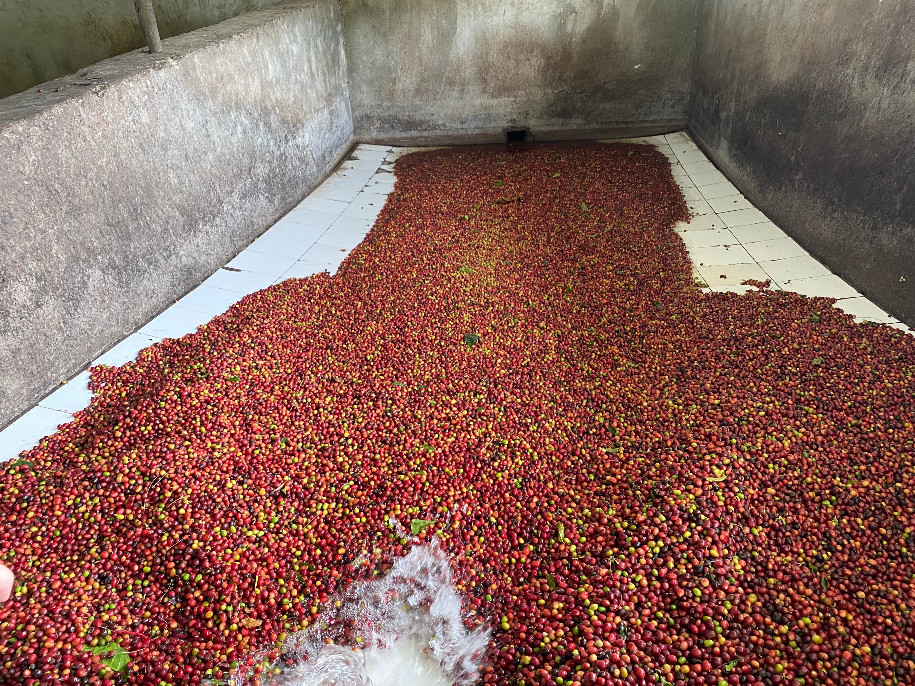 Exterior view of a coffee wet mill and processing station in Railaco, East Timor