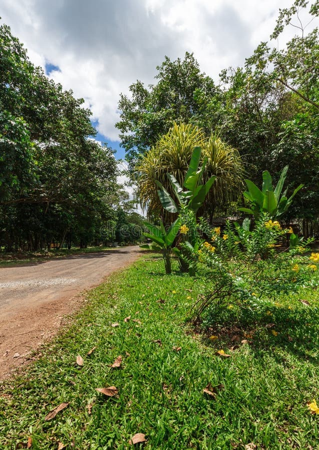 Dense jungle scenery and hiking trails in the Brokopondo District rainforest, Suriname