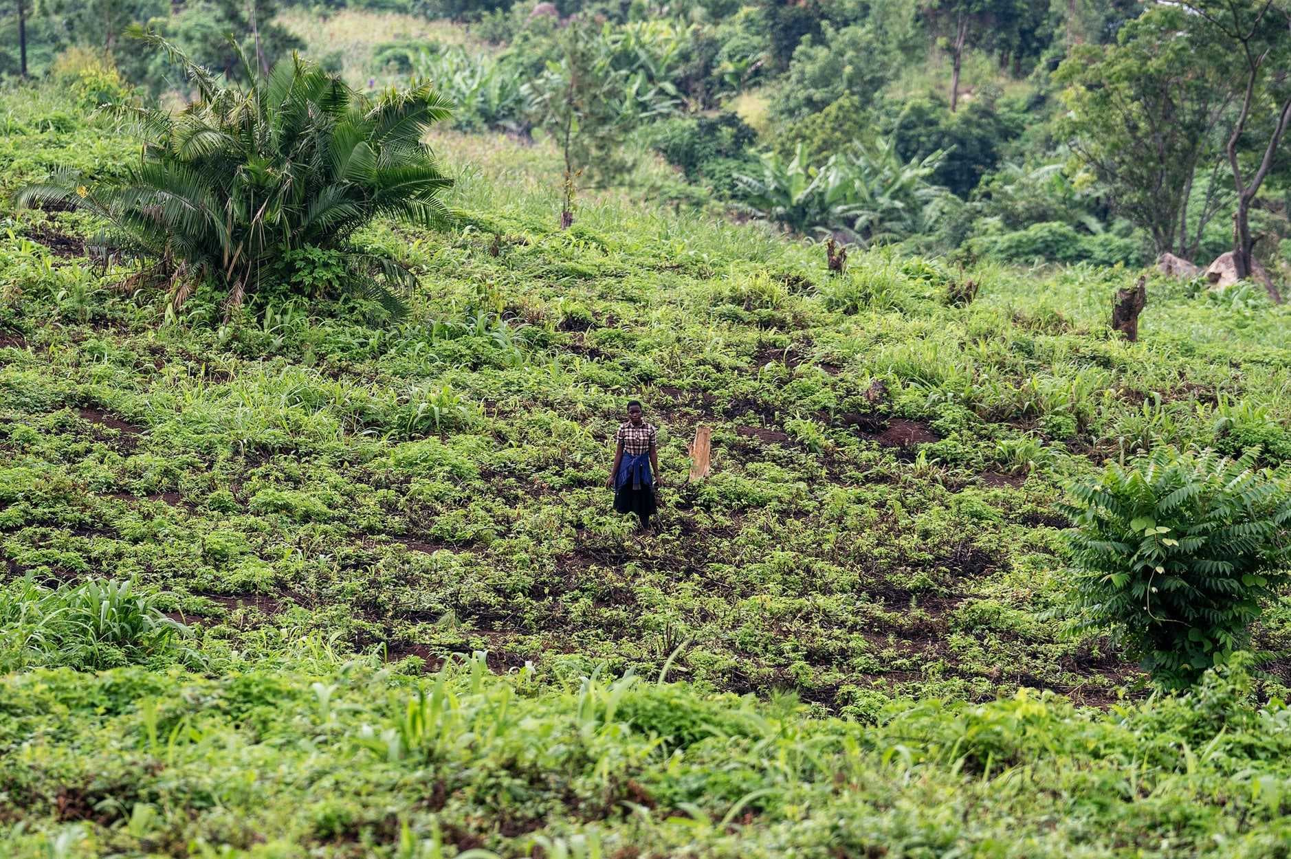 A person walks through a lush, terraced hillside plantation with dense green vegetation and scattered trees.