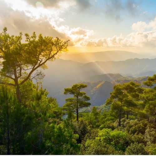 Sunlight breaks through clouds over rolling hills, illuminating a foreground of green pine trees and shrubs.