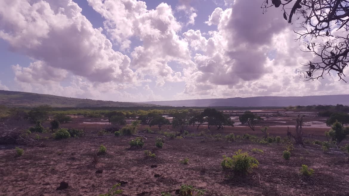 Wide landscape view of a coastal wetland area with scattered trees, muddy terrain, and distant hills under a dramatic cloudy sky.