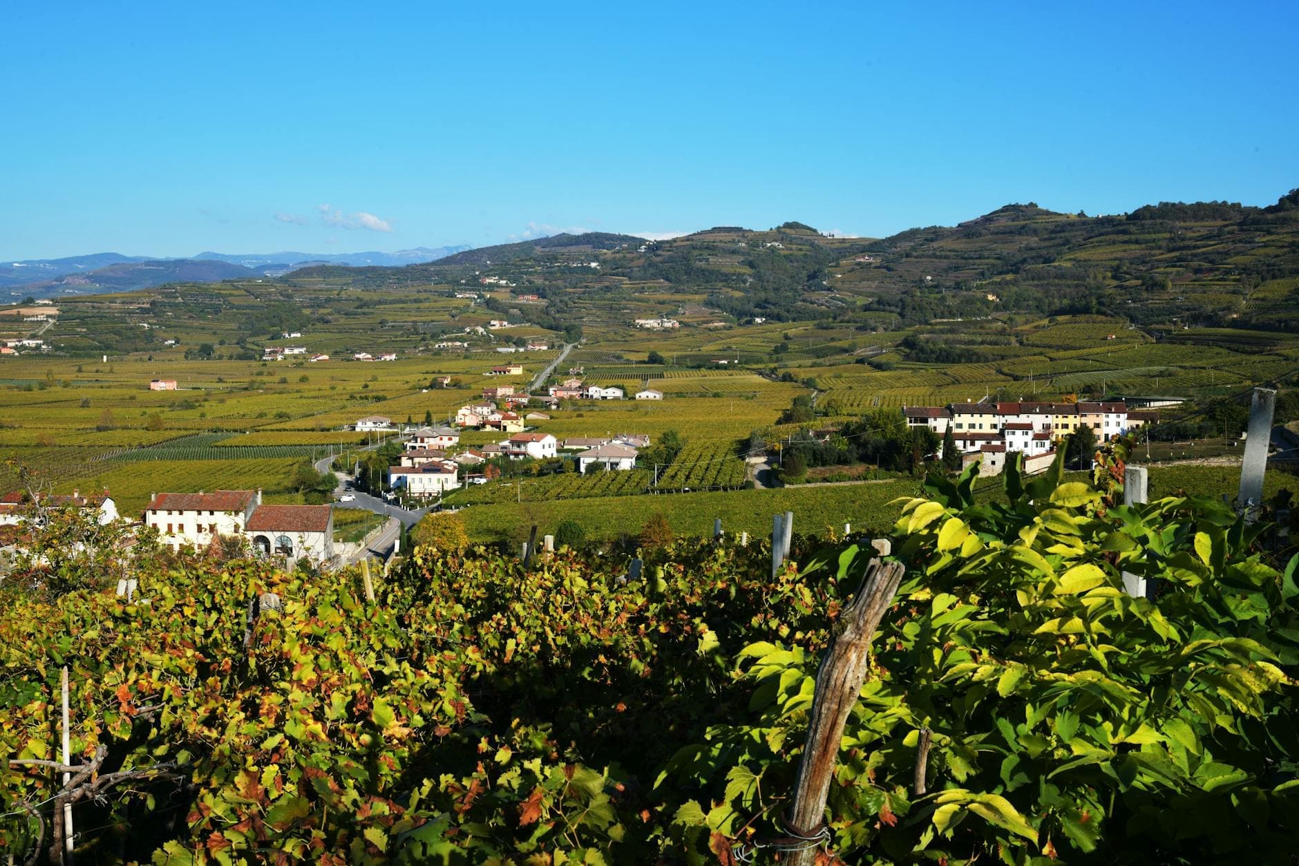 A scenic landscape view of rolling hills covered in vineyards and scattered stone village buildings under a clear blue sky, typical of the Veneto region near Ar