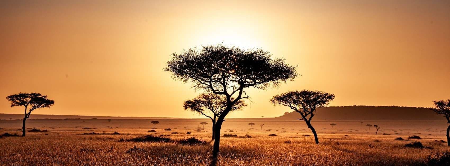 Golden savanna grassland at sunset with scattered acacia trees silhouetted against a warm orange sky