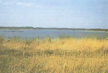 Wide landscape photograph of a calm lake shoreline with tall golden reeds in the foreground and distant tree line